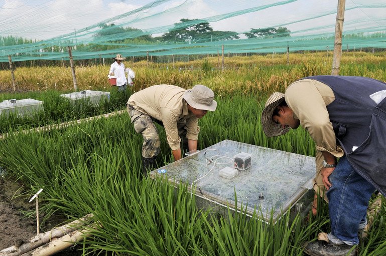 Two men are bent down using a tool set in a rice paddy field. The tool can help measure the greenhouse gas emissions of rice production.