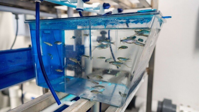 Small, striped zebrafish swimming inside a transparent tank.