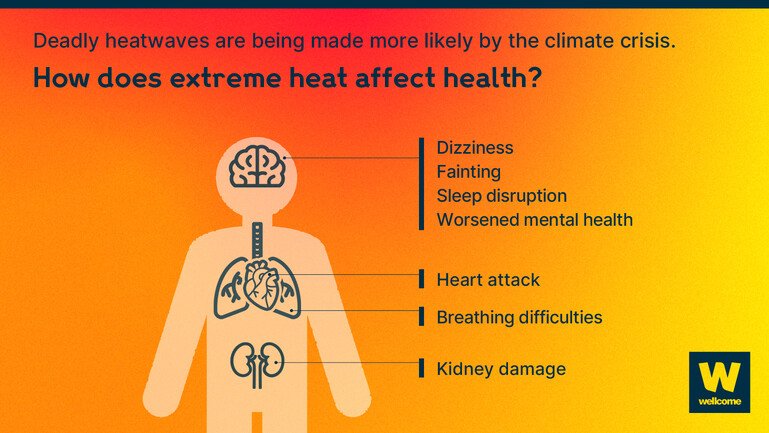 Deadly heatwaves are being made more likely by the climate crisis. This infographic shows how extreme heat affects health. There is a silhouette of a person with arrows pointing to the brain, heart, lungs and kidneys. The health impacts listed are dizziness, fainting, sleep disruption, worsened mental health, heart attack, breathing difficulties and kidney damage.