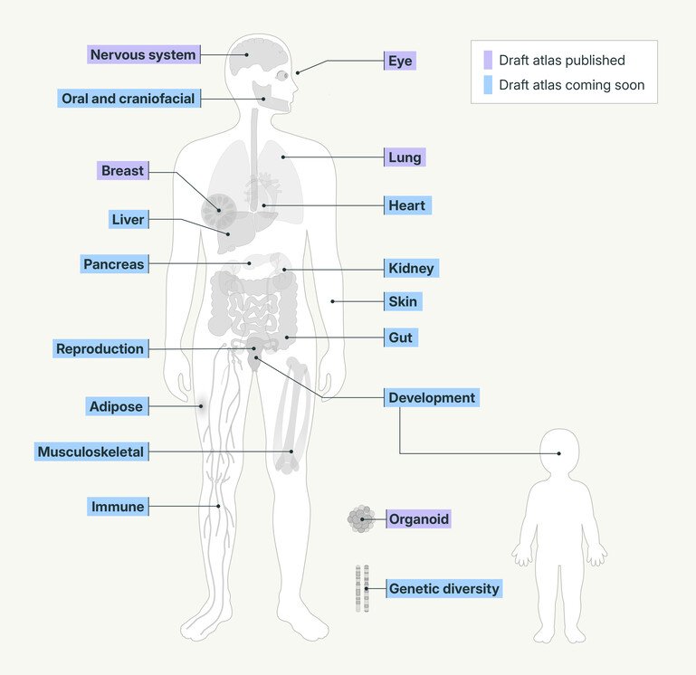 Illustration of 18 Human Cell Atlas Biological Networks mapped on a body outline, colour-coded by atlas publication progress.