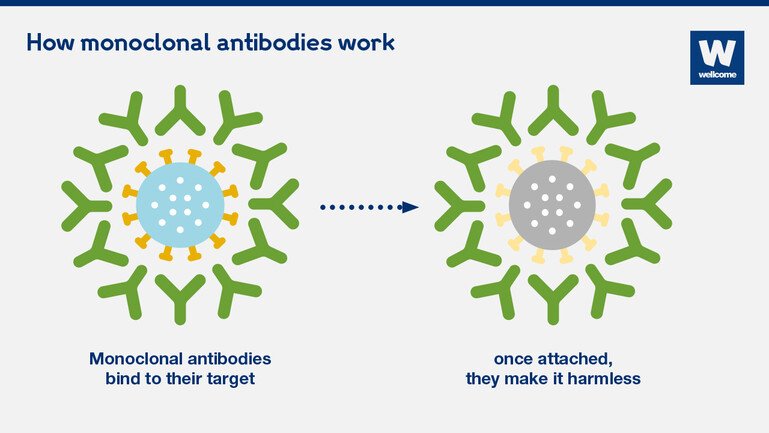 What Are Monoclonal Antibodies And Can They Treat Covid 19 News Wellcome