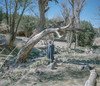 A man stands next to trees that have dried up due to the spraying of a toxic pesticide.