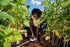 A woman tests the soil as part of a climate change programme in Benin, Burkina Faso