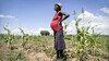 In the Matobo District in Zimbabwe, a pregnant woman stands in a field beside crops damaged by drought.