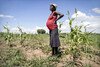 In the Matobo District in Zimbabwe, a pregnant woman stands in a field beside crops damaged by drought.