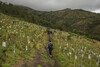 A group of people walk along a hillside with small trees surrounding them.