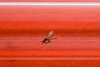 A sandfly on a red surface.